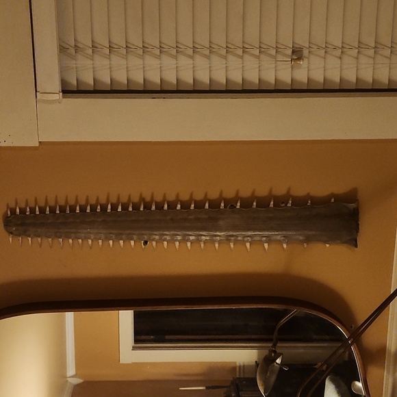 -TO BE DONATED- Rare Mid-19th Century circa 1860 Antique Sawfish Bill Rostrum - Picture 1 of 1